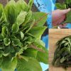 Plantain Broad Leaf Plantago Major Seed