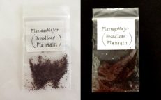 Plantain Broad Leaf Plantago Major Seed