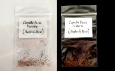 Shepards Purse Nazuna Capsella Bursa Pastoris Seeds