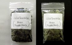Calea Zacatechichi True Bitter Dream Herb Dried Leaves