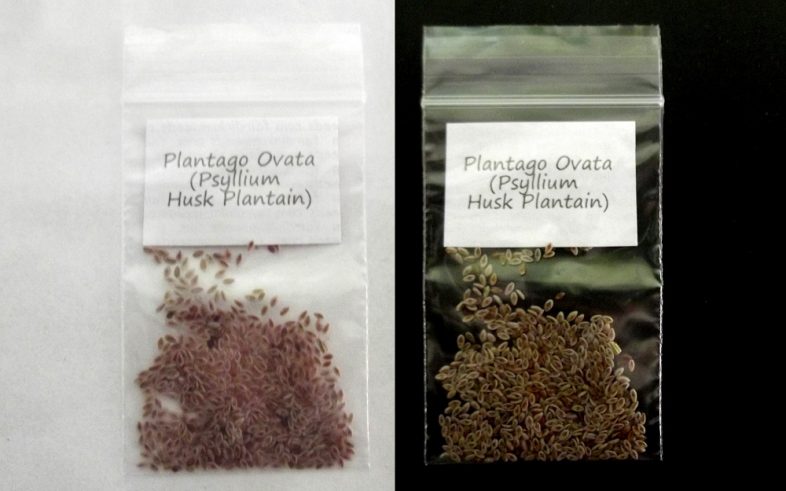 Plantago Ovata Psyllium Husk Seeds