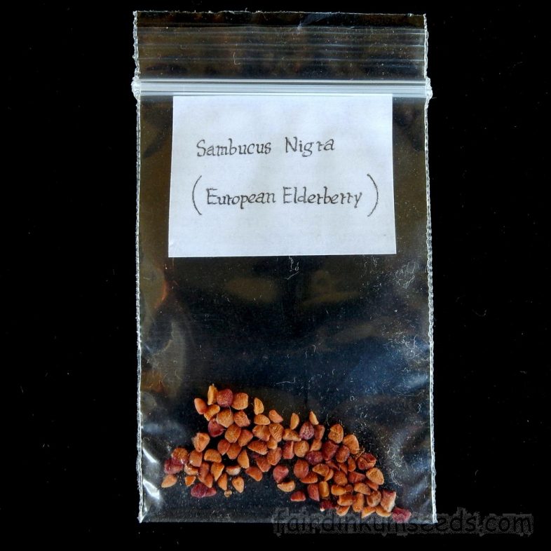 European Black Elderberry Sambucus Nigra Seeds - Image 3