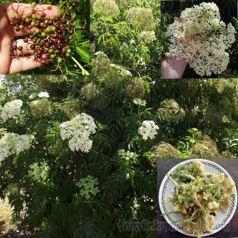 European Black Elderberry Sambucus Nigra Seeds