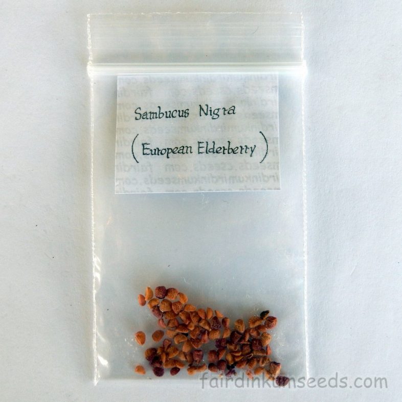 European Black Elderberry Sambucus Nigra Seeds - Image 4