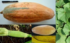 Pink Banana Jumbo Pumpkin Cucurbita Maxima Seeds