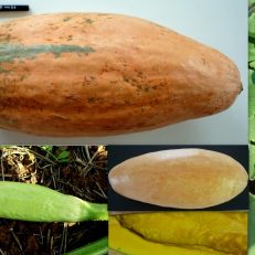 Pink Banana Jumbo Pumpkin Cucurbita Maxima Seeds