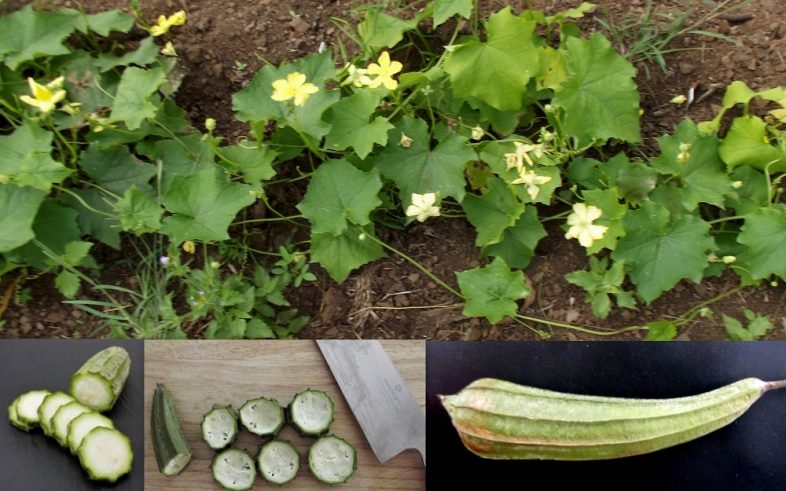 Angled Loofa Luffa Acutangula Seeds