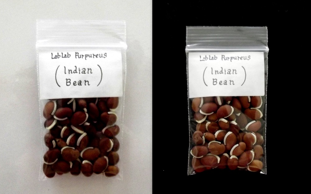 Indian Lab Bean LabLab Purpureus Seeds Fair Dinkum Seeds