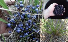 Blue Flax Lily Dianella Species Brevipedunculata Seeds