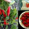 Jalapeno Chipotle Capsicum Annuum Chilli Pepper Seeds