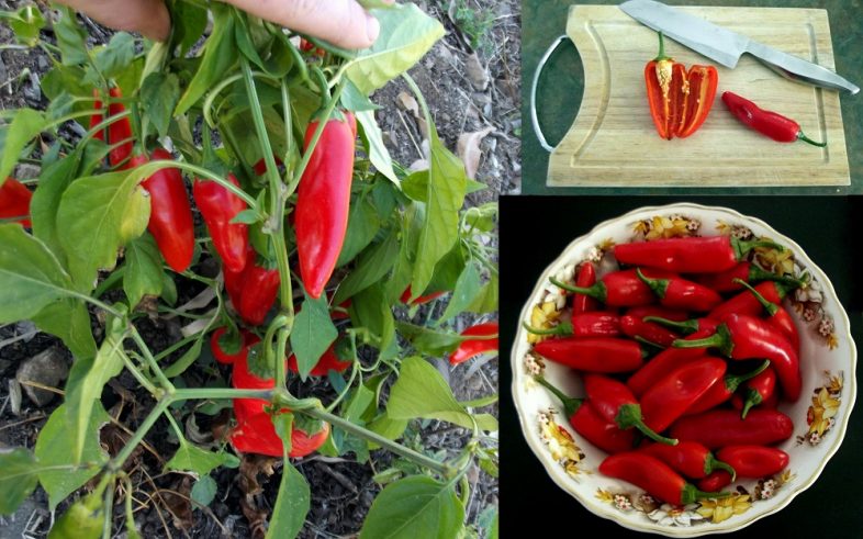 Jalapeno Chipotle Capsicum Annuum Chilli Pepper Seeds