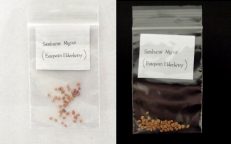 European Black Elderberry Sambucus Nigra Seeds