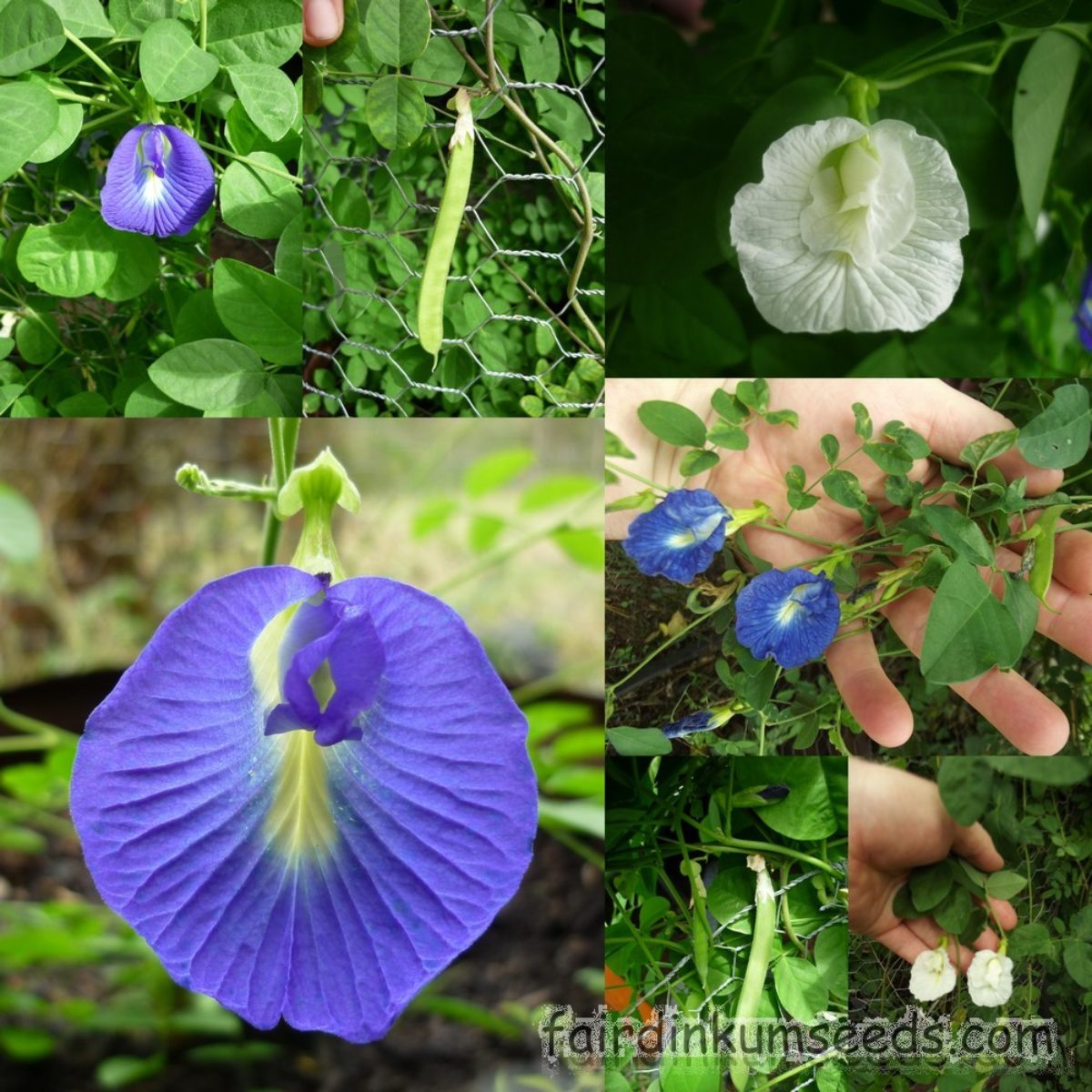 Butterfly Pea Mix Clitoria Ternatea Seeds Fair Dinkum Seeds