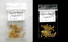 Black Pearl Chilli Capsicum Annuum Seeds