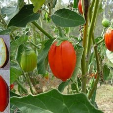 Red Eggplant Solanum Melogena Seeds