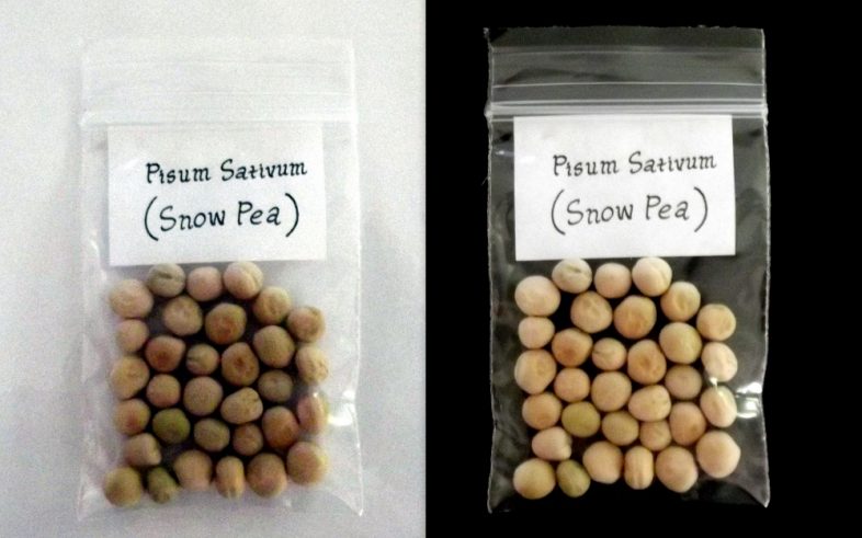 Snow Pea Pisum Sativum Bean Seeds
