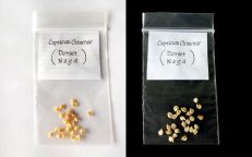 Dorset Naga Capsicum Chinense Seeds