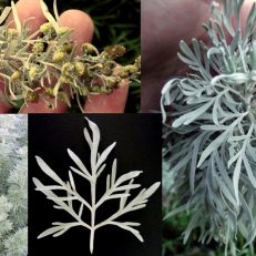 Absinthe Wormwood Artemisia Absinthium Seeds