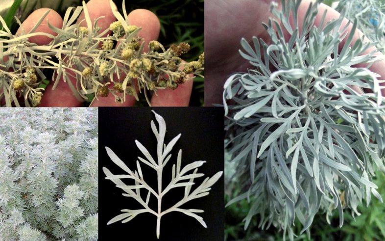 Absinthe Wormwood Artemisia Absinthium Seeds