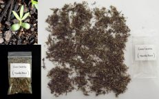 Maconha Brava Zornia Latifolia Dried Herb