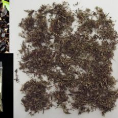 Maconha Brava Zornia Latifolia Dried Herb