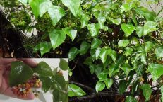 Snake Tape Vine Stephania Japonica Seeds