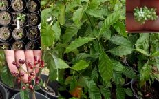 Psychotria Carthagenensis Alba Amyruca Samiruka Fresh Berries