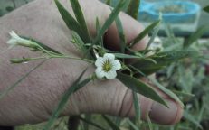 Pituri Corkwood Duboisia Hopwoodii Seeds