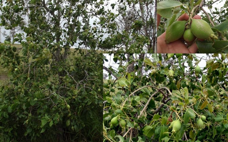 Cocky Apple Billygoat Plum Planchonia Careya Seeds