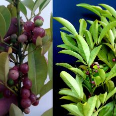 Pink Fruited Lime Berry Glycosmis Trifoliata Seeds
