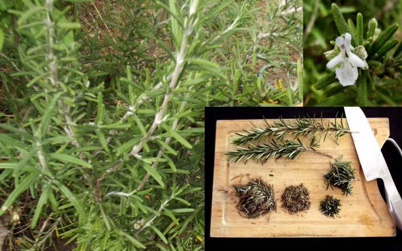 Rosemary Anthos Herb Rosemarinus Officinalis Seeds