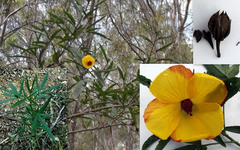 Hibiscus Heterophyllus Lutea Native Hibiscus Seeds