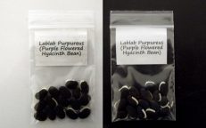 Hyacinth Purple Flower Indian Bean LabLab Purpureus Seeds