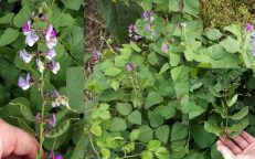 Hyacinth Purple Flower Indian Bean LabLab Purpureus Seeds