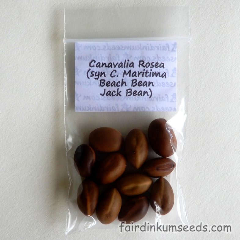 Canavalia Rosea Maritima Beach Coastal Jack Bean Seeds Fair Dinkum Seeds