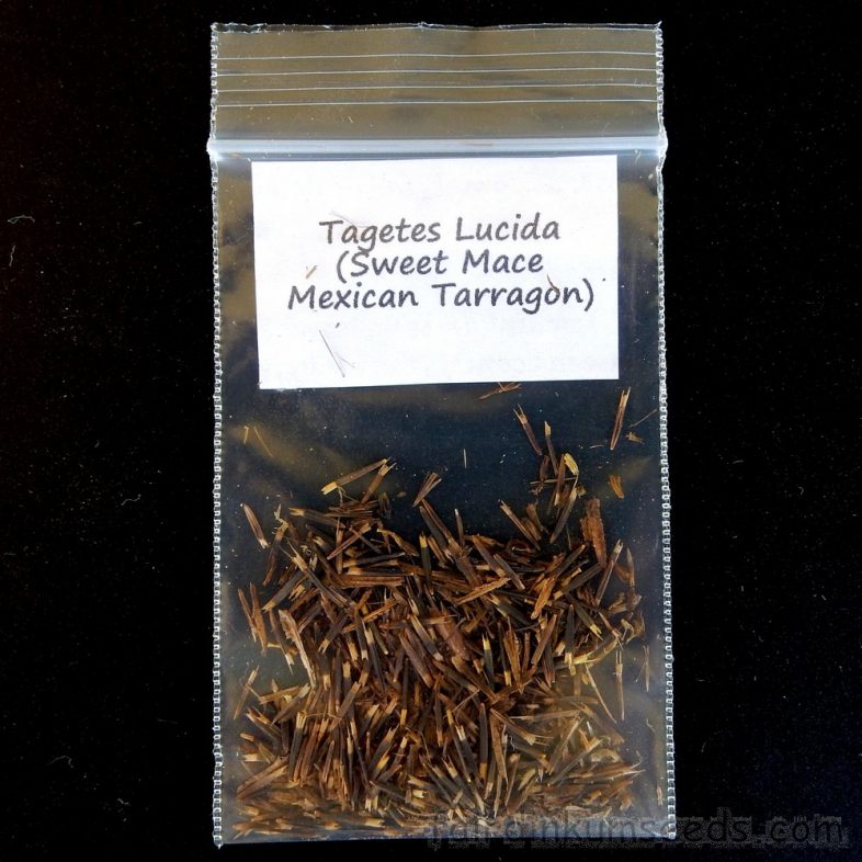 Mexican Tarragon Marigold Sweet Mace Tagetes Lucida Seeds - Image 4