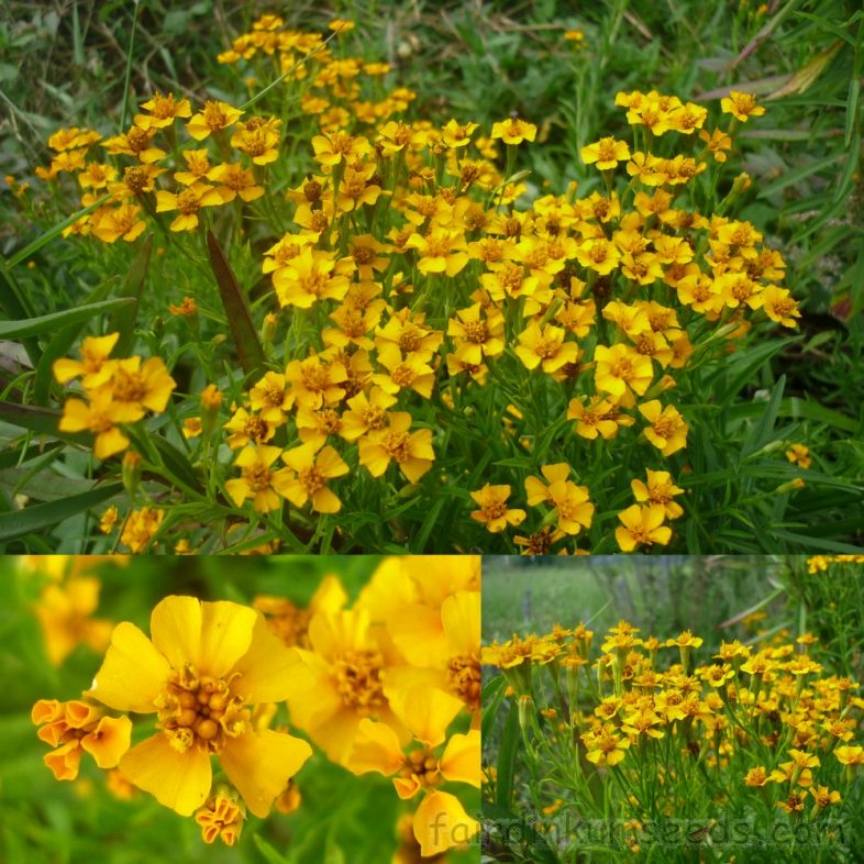 Mexican Tarragon Marigold Sweet Mace Tagetes Lucida Seeds