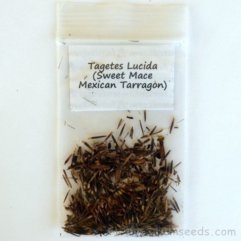 Mexican Tarragon Marigold Sweet Mace Tagetes Lucida Seeds - Image 3