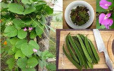Canavalia Rosea Ensiformis Maritima Jack Bean Seeds