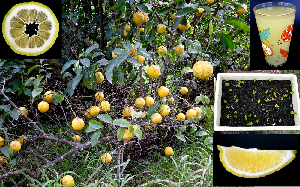 Bush Wild Lemon Citrus Limon Seeds Fair Dinkum Seeds
