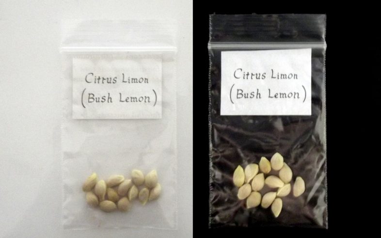 Bush Wild Lemon Citrus Limon Seeds