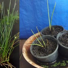 Egyptian Paper Grass Cyperus Papyrus Dwarf Seeds