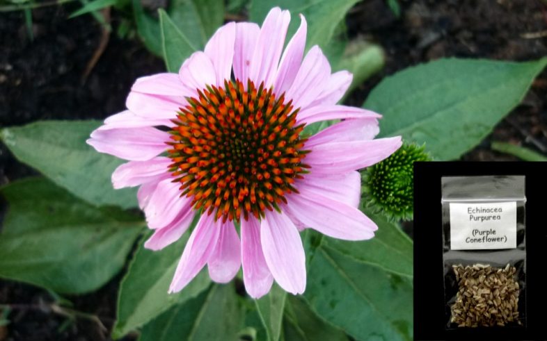 Echinacea Purpurea Purple Coneflower Seeds