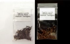 Mexican Tarragon Marigold Sweet Mace Tagetes Lucida Seeds