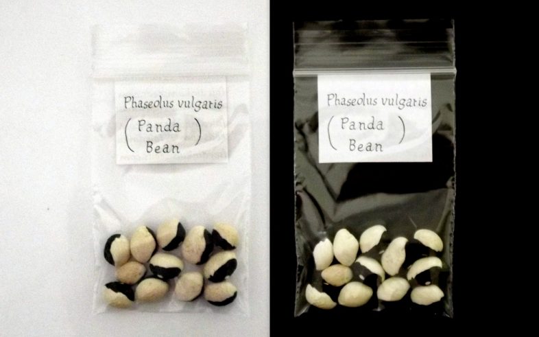 Panda Ying Yang Orca Frost Bean Phaseolus Vulgaris Seeds