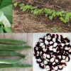 Panda Ying Yang Orca Frost Bean Phaseolus Vulgaris Seeds