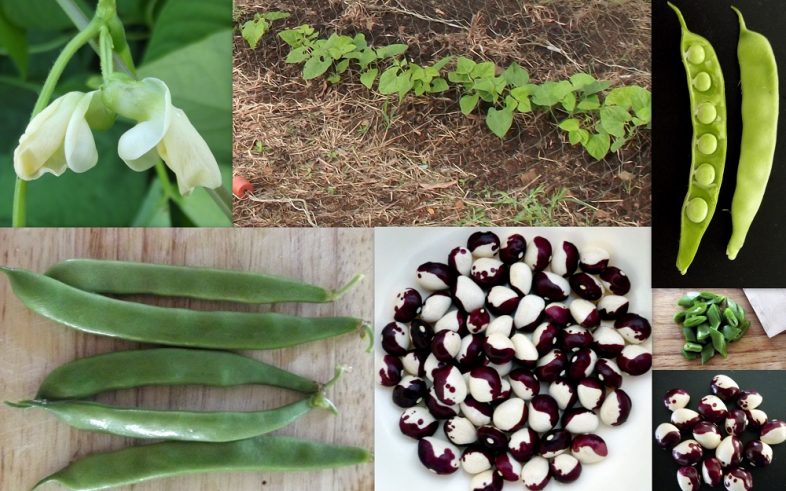 Panda Ying Yang Orca Frost Bean Phaseolus Vulgaris Seeds