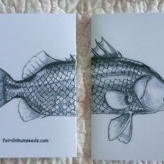Barramundi Fish Greeting Card Gift