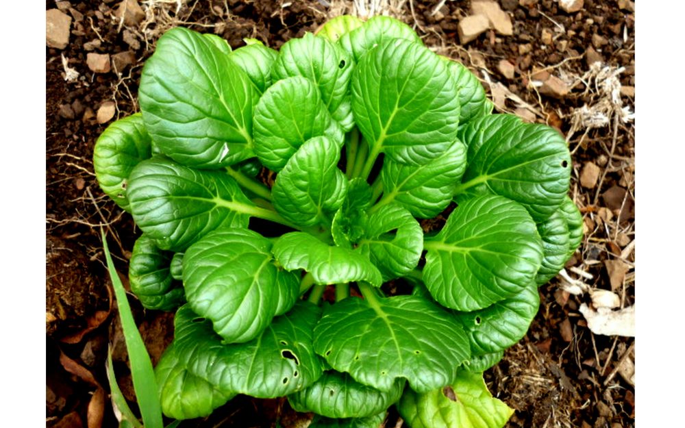 Tatsoi Asian Greens Brassica Rapa Seeds Fair Dinkum Seeds