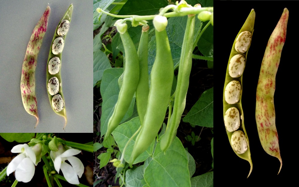 Плод стручок. Стручок фасоли Пинто. Phaseolus vulgaris Pinto Bean Plant. Боб и стручок. У гороха плод стручок.